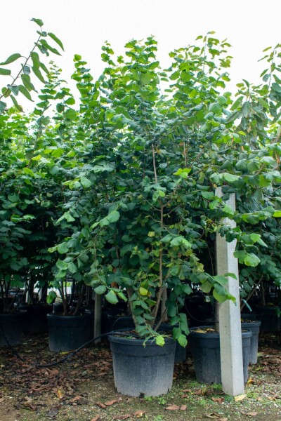 Corylus colurna Mehrstämmig Corylus colurna Mehrstämmig