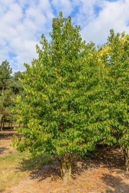 Corylus colurna mehrstämmig 200-250