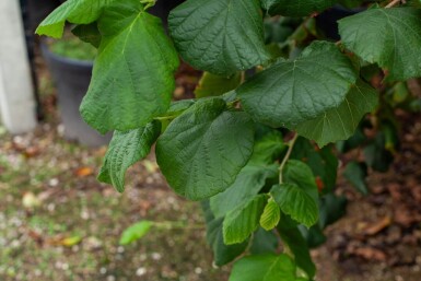 Corylus colurna mehrstämmig 200-250