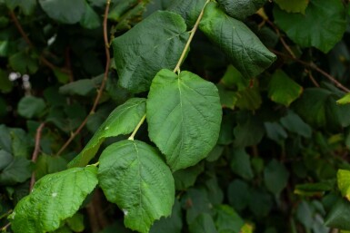 Corylus colurna mehrstämmig 200-250