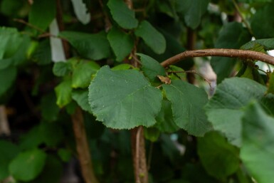 Corylus colurna mehrstämmig 200-250