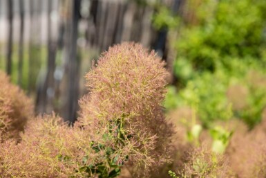 Cotinus coggygria