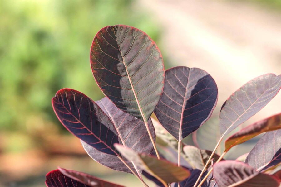 Cotinus coggygria Cotinus coggygria
