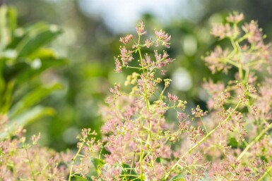 Cotinus coggygria mehrstämmig 200-250