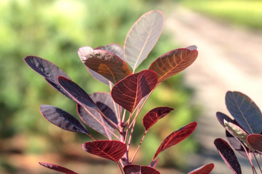 Cotinus coggygria ME 200-250 P/K Cotinus coggygria Mehrstämmig 200-250