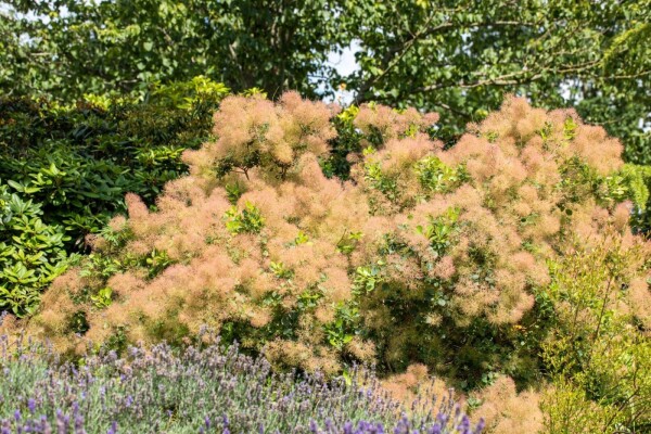 Cotinus coggygria meerstammig Cotinus coggygria meerstammig