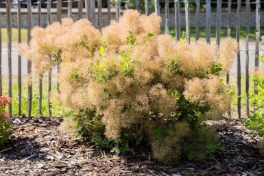 Cotinus coggygria mehrstämmig 200-250