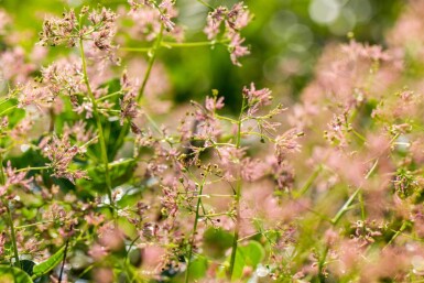 Cotinus coggygria mehrstämmig 200-250