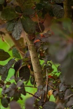 Cotinus coggygria 'Royal Purple' Cotinus coggygria 'Royal Purple'