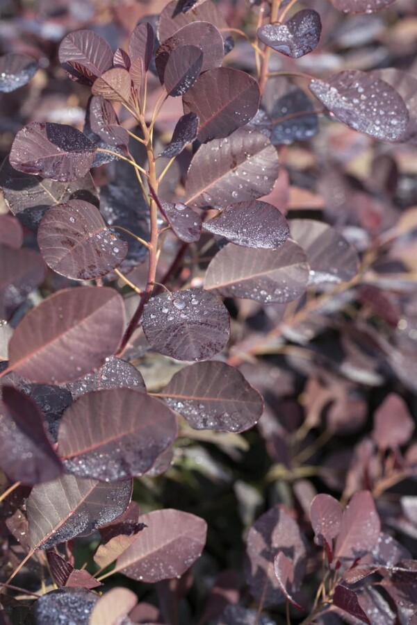 Cotinus coggygria 'Royal Purple' Cotinus coggygria 'Royal Purple'