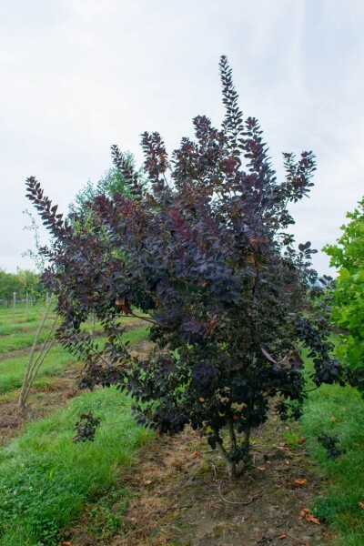 Cotinus coggygria 'Royal Purple' meerstammig