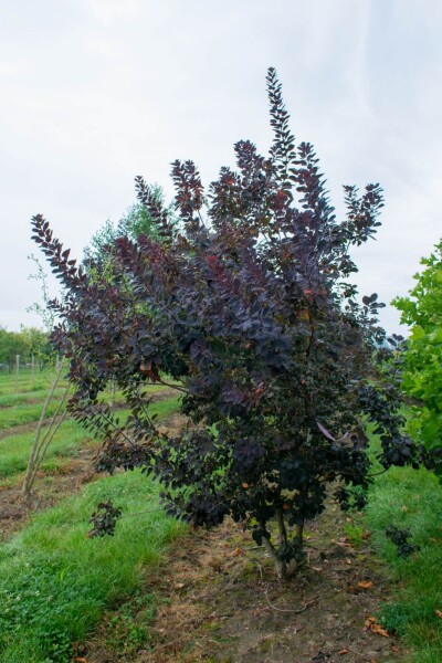 Cotinus coggygria 'Royal Purple' Mehrstämmig Cotinus coggygria 'Royal Purple' Mehrstämmig