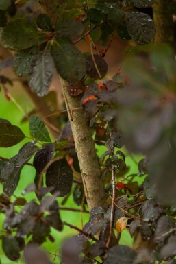 Cotinus coggygria 'Royal Purple' mehrstämmig 200-250