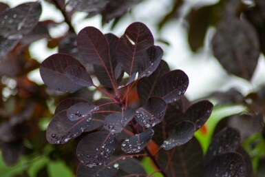 Cotinus 'Royal Purple' ME 200-250 P/K Cotinus coggygria 'Royal Purple' Mehrstämmig 200-250