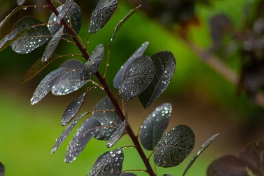 Cotinus 'Royal Purple' ME 200-250 P/K Cotinus coggygria 'Royal Purple' Mehrstämmig 200-250