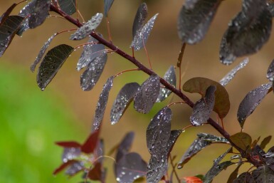 Cotinus 'Royal Purple' ME 200-250 P/K Cotinus coggygria 'Royal Purple' Mehrstämmig 200-250