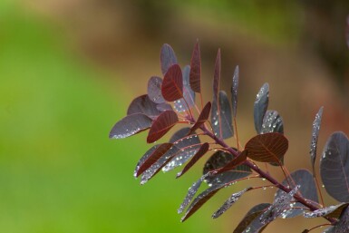 Cotinus 'Royal Purple' ME 200-250 P/K Cotinus coggygria 'Royal Purple' Mehrstämmig 200-250