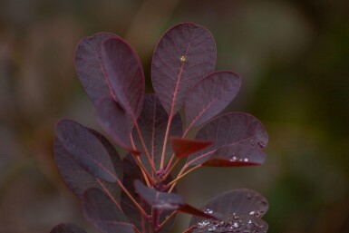 Cotinus 'Royal Purple' ME 200-250 P/K Cotinus coggygria 'Royal Purple' Mehrstämmig 200-250