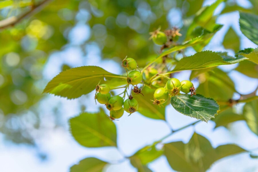Crataegus crus-galli Crataegus crus-galli