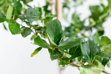 Crataegus crus-galli HO 6/8 P/K Crataegus crus-galli Hochstamm 6/8