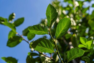 Crataegus crus-galli HO 6/8 P/K Crataegus crus-galli Hochstamm 6/8