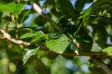 Crataegus crus-galli HO 6/8 P/K Crataegus crus-galli Hochstamm 6/8