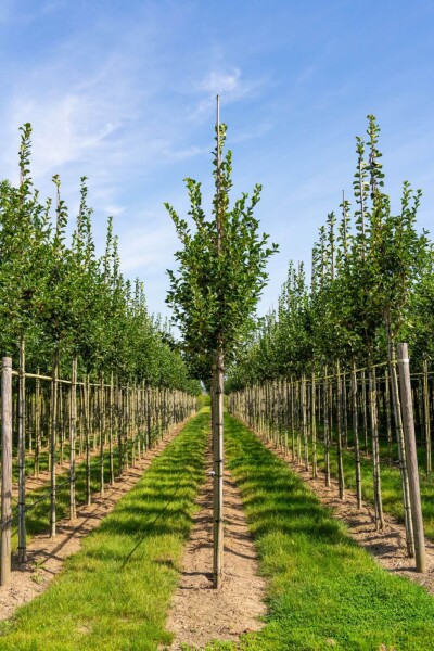 Crataegus crus-galli hoogstam Crataegus crus-galli hoogstam