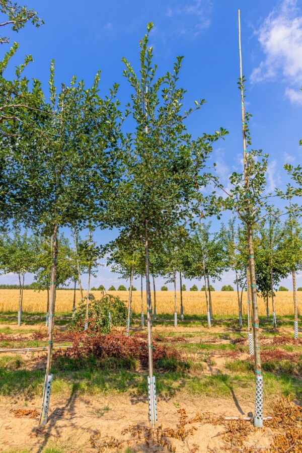Crataegus crus-galli HO 6/8 P/K Crataegus crus-galli Hochstamm 6/8