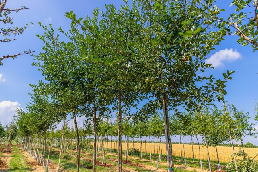 Crataegus crus-galli HO 6/8 P/K Crataegus crus-galli Hochstamm 6/8