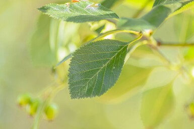 Crataegus crus-galli hochstamm 10/12