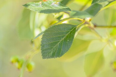 Crataegus crus-galli HO 6/8 P/K Crataegus crus-galli Hochstamm 6/8