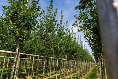Crataegus crus-galli HO 6/8 P/K Crataegus crus-galli Hochstamm 6/8