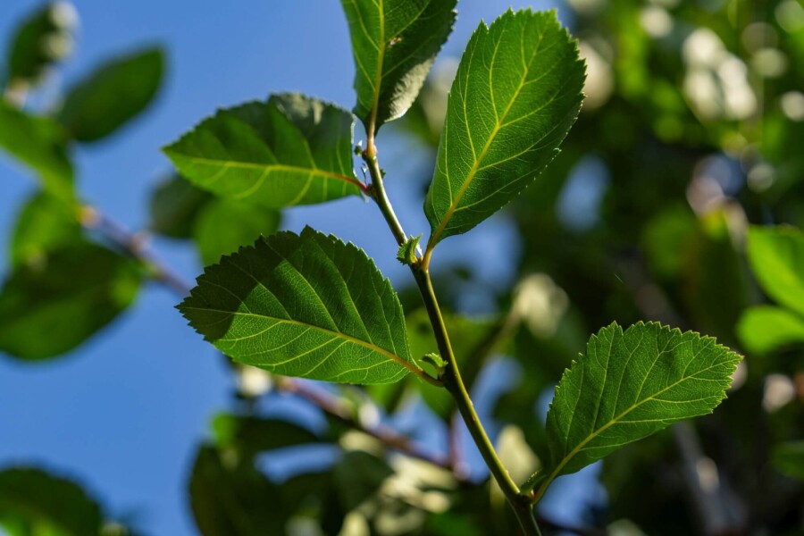 Crataegus crus-galli HO 6/8 P/K Crataegus crus-galli Hochstamm 6/8