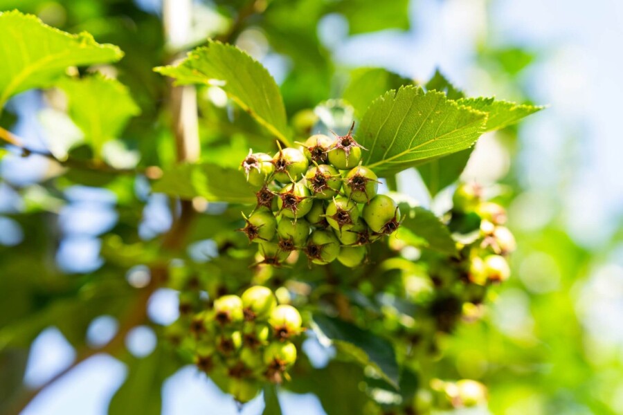 Crataegus crus-galli HO 6/8 P/K Crataegus crus-galli Hochstamm 6/8