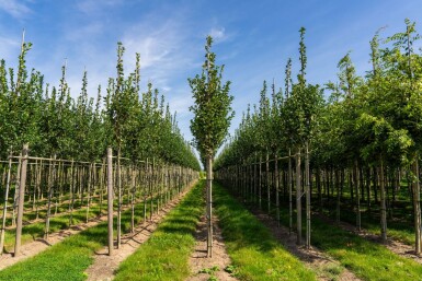 Crataegus crus-galli hochstamm 10/12