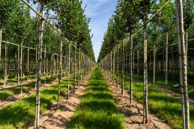 Crataegus crus-galli HO 6/8 P/K Crataegus crus-galli Hochstamm 6/8