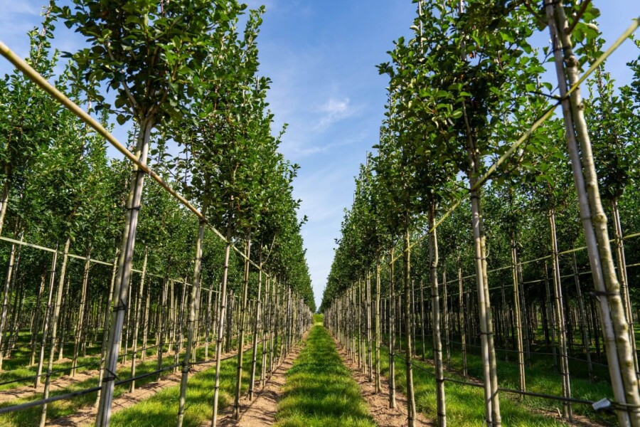 Crataegus crus-galli HO 6/8 P/K Crataegus crus-galli Hochstamm 6/8