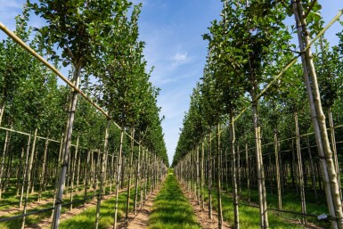 Crataegus crus-galli HO 6/8 P/K Crataegus crus-galli Hochstamm 6/8