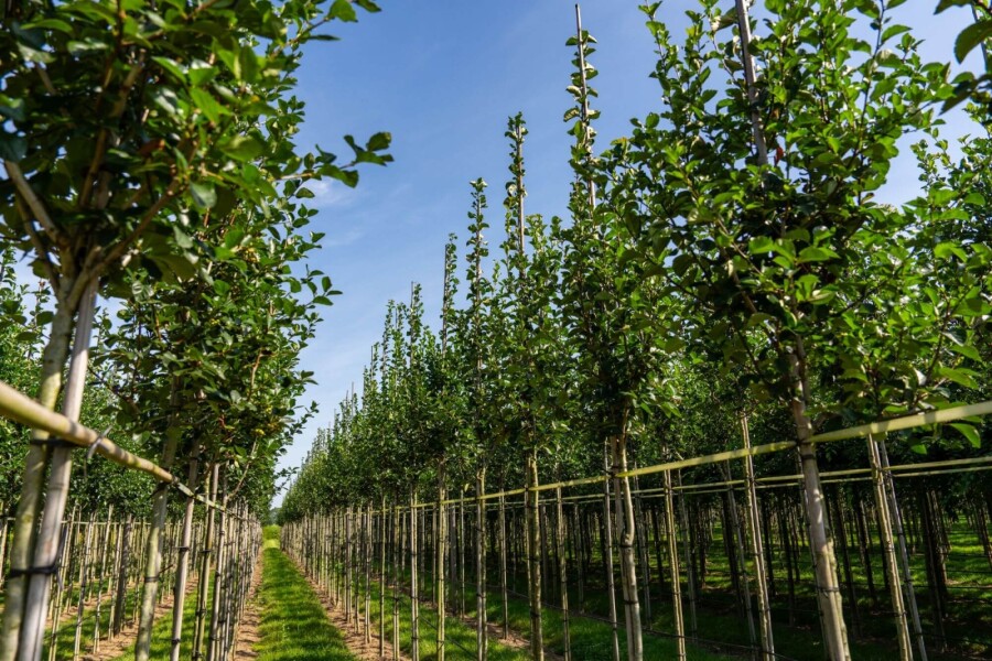 Crataegus crus-galli HO 6/8 P/K Crataegus crus-galli Hochstamm 6/8