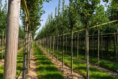 Crataegus crus-galli HO 6/8 P/K Crataegus crus-galli Hochstamm 6/8