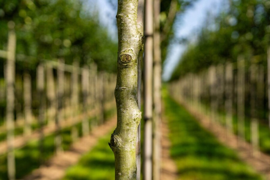 Crataegus crus-galli HO 6/8 P/K Crataegus crus-galli Hochstamm 6/8