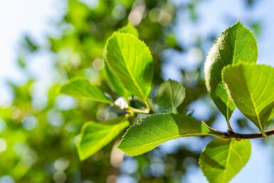 Crataegus crus-galli hochstamm 10/12