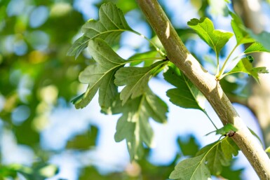 Crataegus laevigata