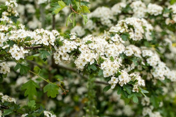 Crataegus laevigata Crataegus laevigata