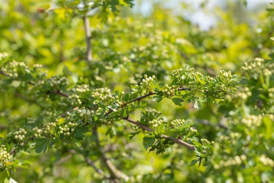 Crataegus laevigata Crataegus laevigata