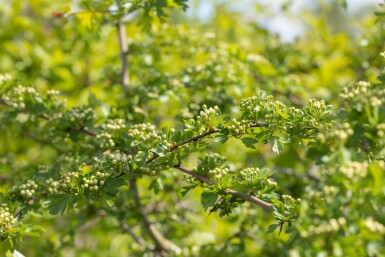 Crataegus laevigata