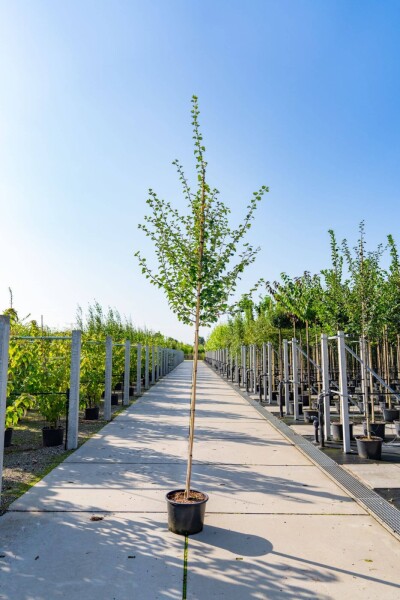 Crataegus laevigata hoogstam