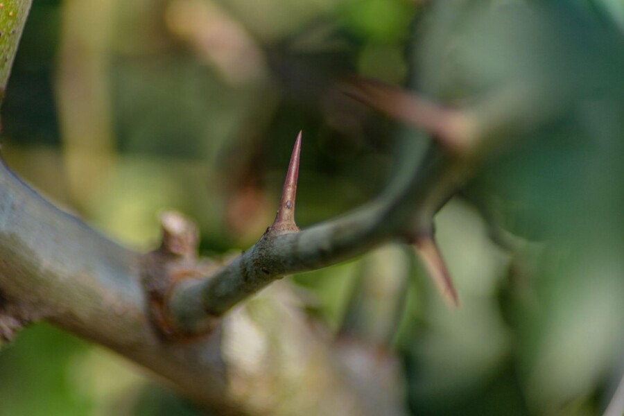 Crat Paul Scar Crataegus x media 'Paul's Scarlet'