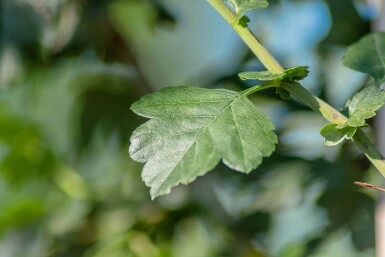 Crat Paul Scar HO 4/6 P/K Crataegus x media 'Paul's Scarlet' Hochstamm 4/6