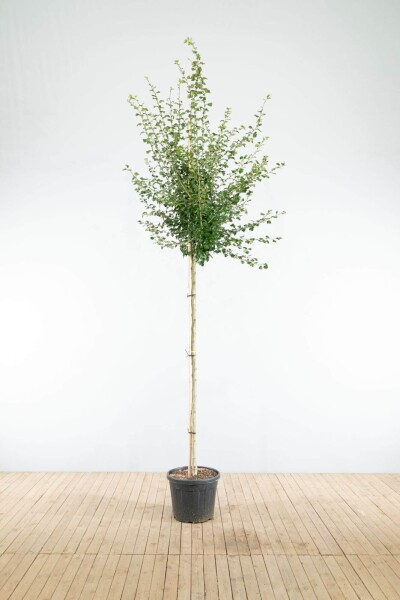 Crataegus x media 'Paul's Scarlet' hoogstam Crataegus x media 'Paul's Scarlet' hoogstam